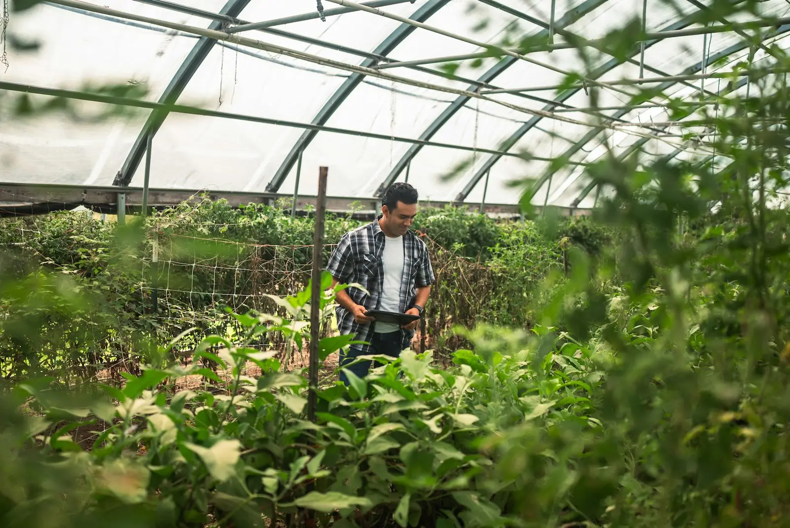 Grower checking plants inside a large greenhouse